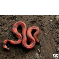 گونه کور مار بلوچستانی Brown Sand Boa